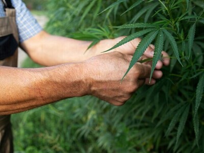 O que é Cannabis Medicinal?